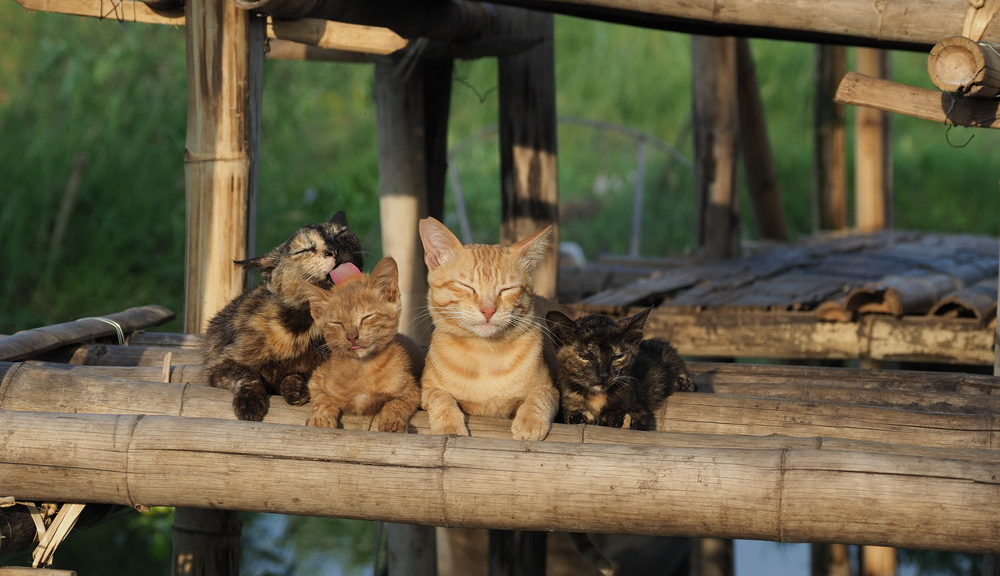 劇場版-岩合光昭の世界ネコ歩き　あるがままに、水と大地のネコ家族